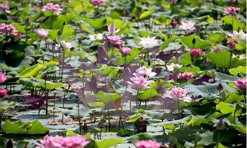 南沙湿地公园荷花_南沙湿地公园荷花什么时