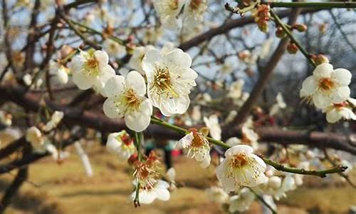 香雪公园的梅花什么时候开_香雪公园的梅花什么时候开放