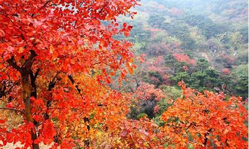 香山红叶观赏高峰期已至_2020年香山红叶的最佳观赏时间