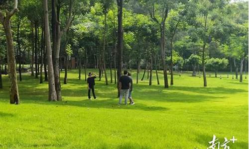 龙岗龙城公园草坪_深圳龙城公园有大草地吗